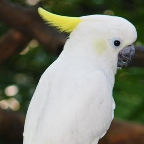 بغبغاء كو كاتو بالغ اليف بدون قفص