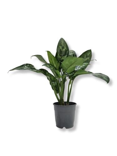 نبتة أجلونيما" طبيعية 30سم