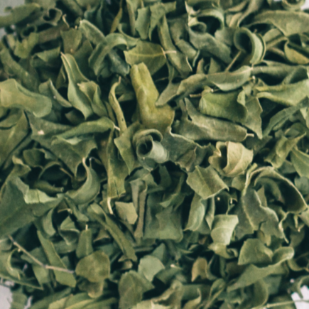 ورق مورينجا بلدي