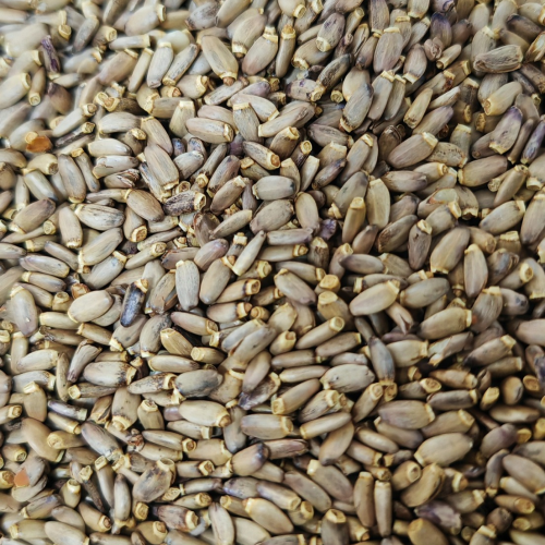 بذر خرشوف - حليب الشوك - 80 جرام