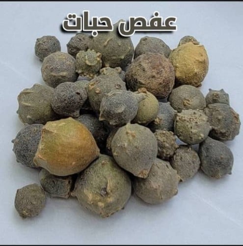 عفص حب