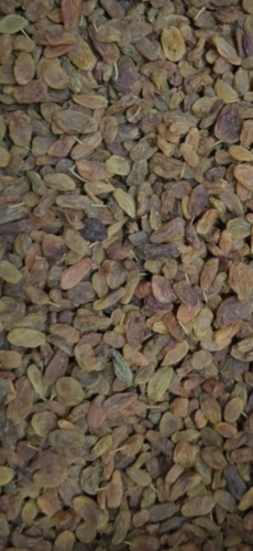 زبيب رازقي يمني درجه اولى