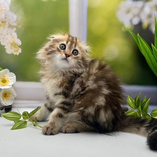 سكوتش فولد لونق - ذكر