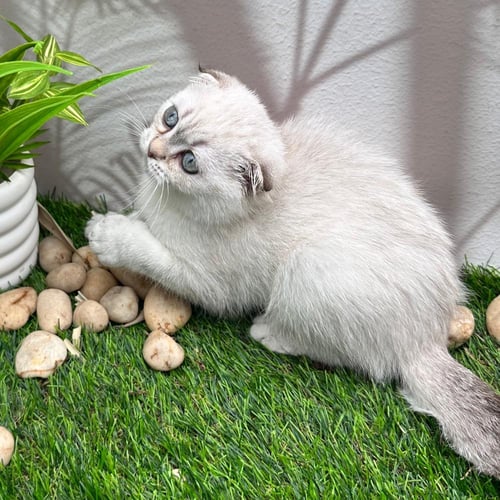 سكوتش هملايا بلو - ذكر