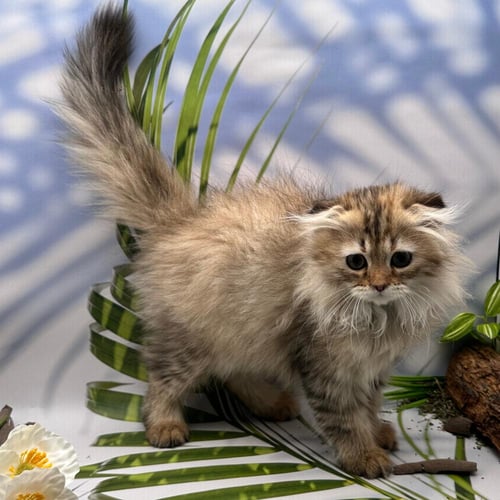 سكوتش لونق هير - انثى