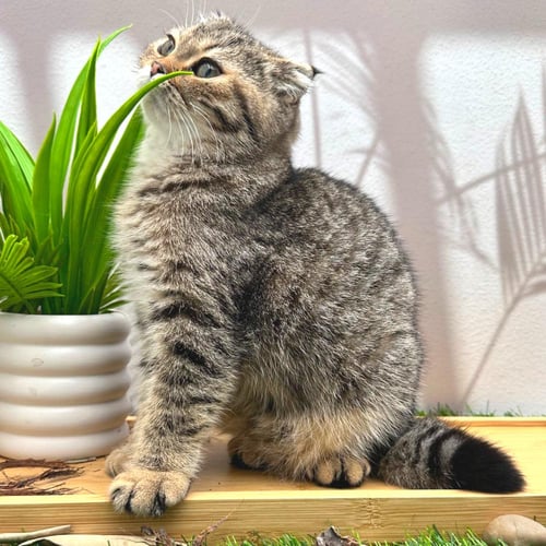 سكوتش فولد تايقر-ذكر