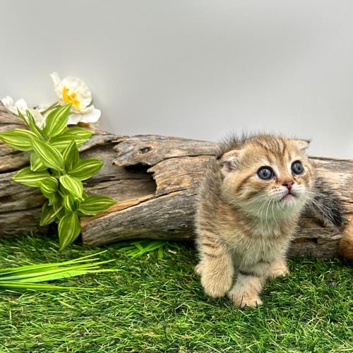 سكوتش فولد تايقر - شورت ذكر