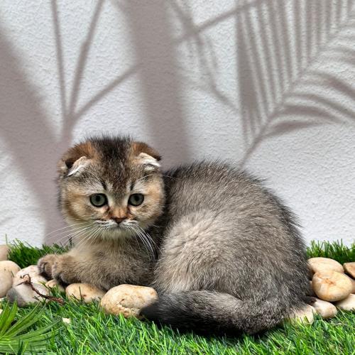 سكوتش فولد - انثى