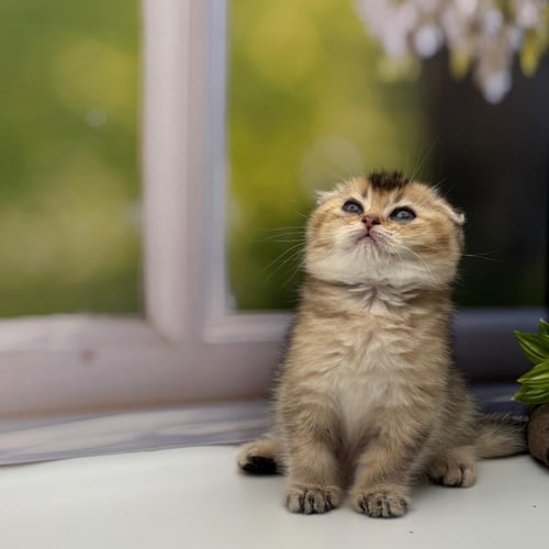 سكوتش فولد -ذكر