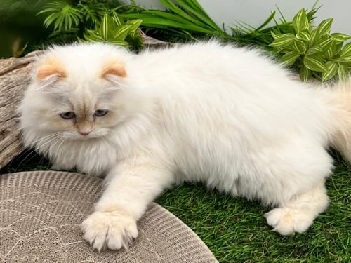 سكوتش فولد هملايا بلو -ذكر