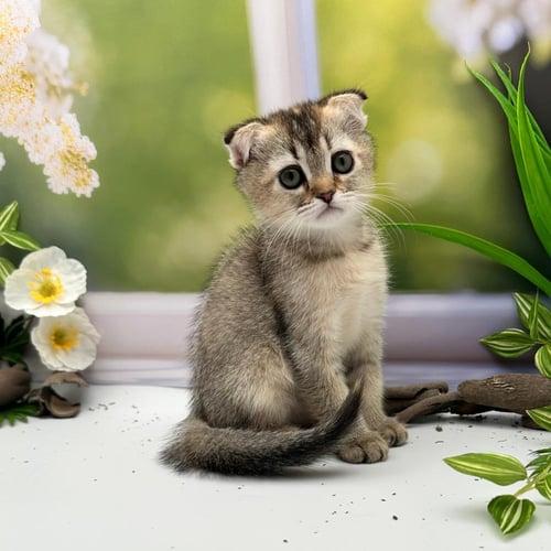 سكوتش فولد شورت - انثى