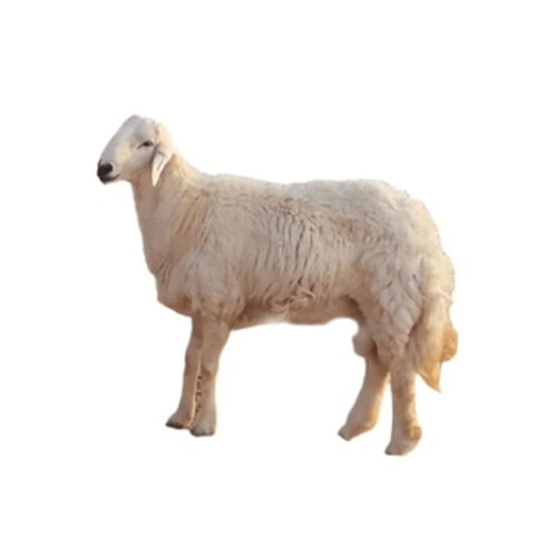 حري لباني (١٤ كغ-١٦ كغ)