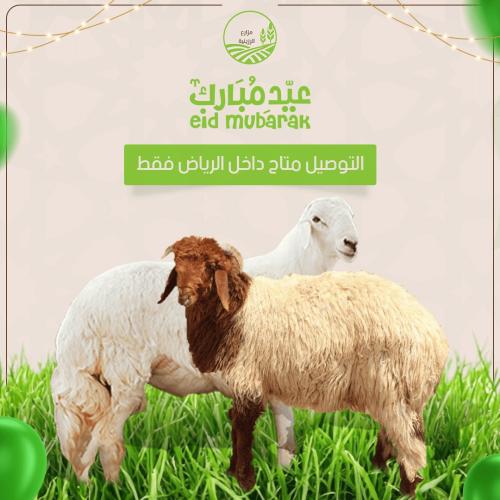 اضحية جذع طيب مع الذبح