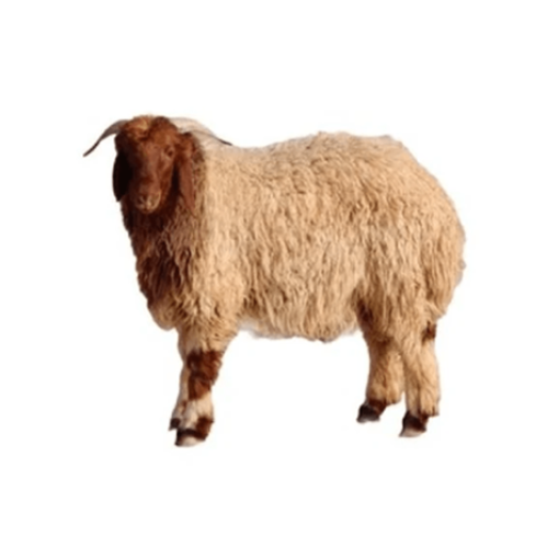 جذع نعيمي وسط (٢٢ كغ- ٢٤ كغ)