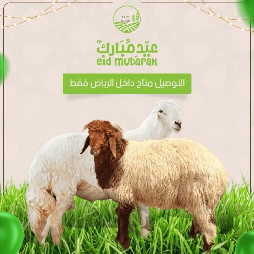 اضحية جذع بدون ذبح