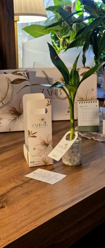 The happiness package, 12 pieces of bamboo plant in an elegant glass container
