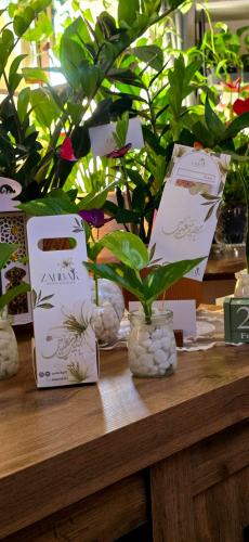 Mini package of pothos plant with Eid-themed elegant decorations