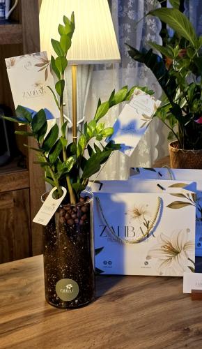 The elegant Zamia plant in a large glass vase