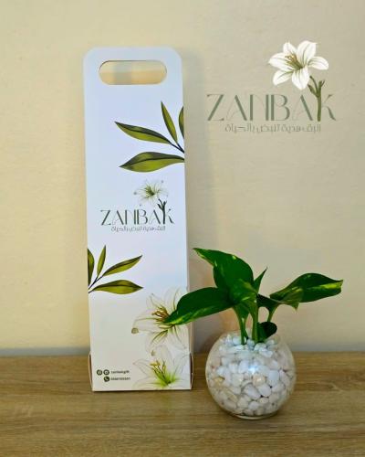 Pothos plant in a glass office container hydroponi...