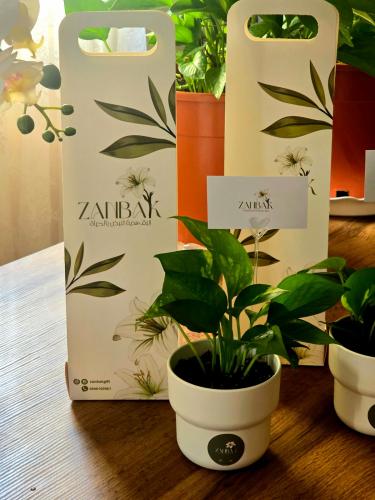 Elegant pothos plant, office size, with a white po...