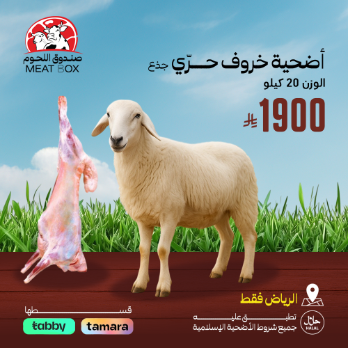 أضحية خروف حري جذع 20 كيلو