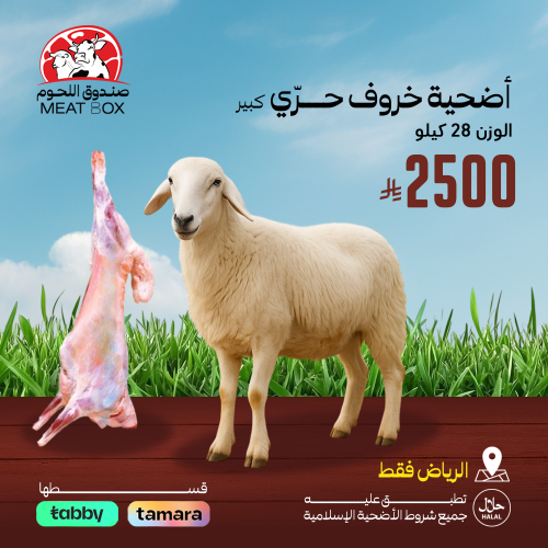 أضحية خروف حري كبير 28 كيلو