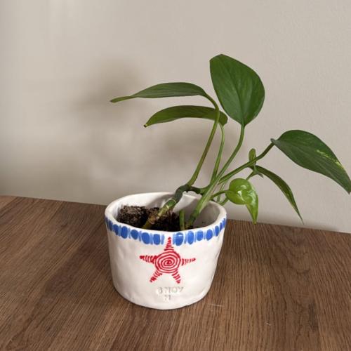 اصيص نبتة نجمة ⭐️