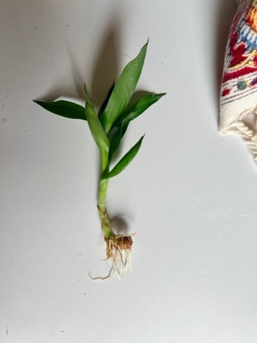 عقلات (عقلة واحدة)