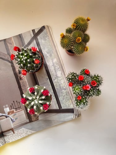 صباريات (حبه)