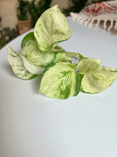 عقلات (عقلة واحدة)