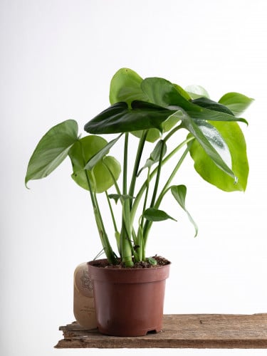 نبات المونستيرا