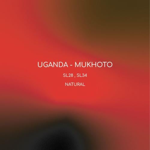 مخفضة قهوة انلايت موكوتو أوغندا مجففة