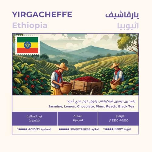 قهوة نهج يرقاشيف إثيوبيا مغسولة