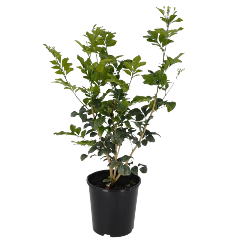 ياسمين مراية