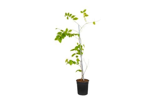 ياسمين أحمر