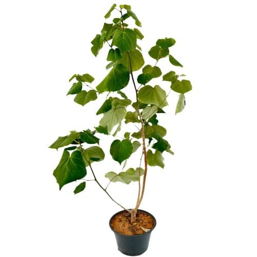 الخبيز الساحلي