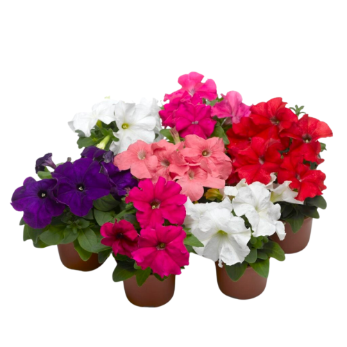 زهور البتونيا (petunias)