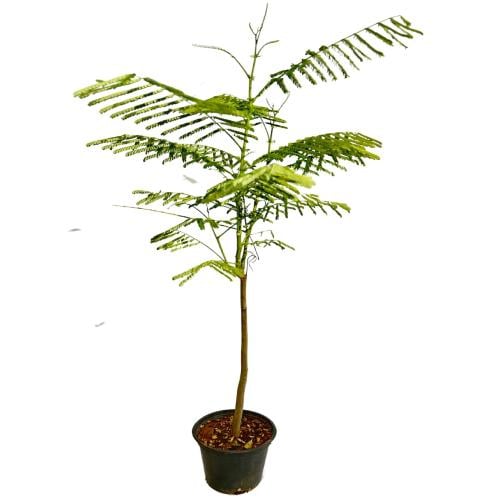 بونسيانا حمراء