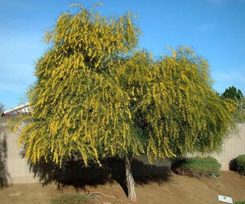 أكاسيا ساليجنا (Acacia saligna)