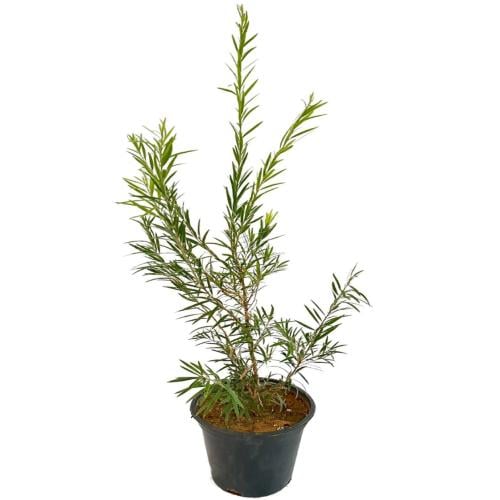 فرشاة الزجاج