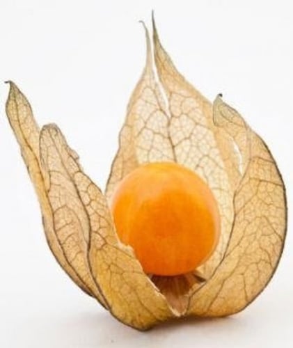 بذور الحرنكش ( Physalis )