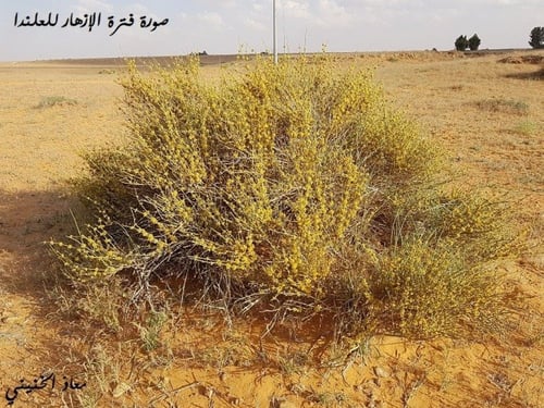 علندا 30 بذرة تقريبا ephedra alata decne