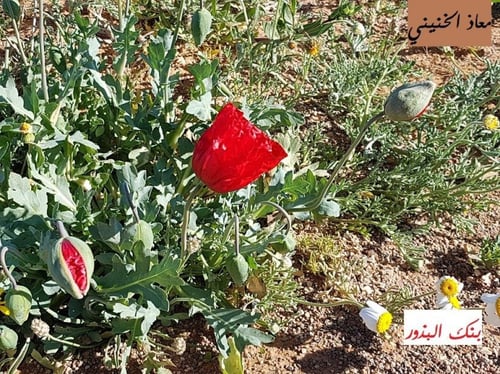 ديدحان احمر 2000 بذرة تقريبا Papaver glaucum
