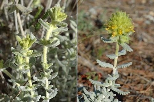 (Teucrium polium) بذور الجعد