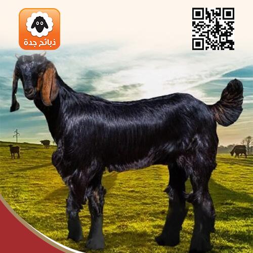 تيس كشميري أضحية