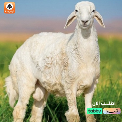 توزيع ذبيحة الصدقة