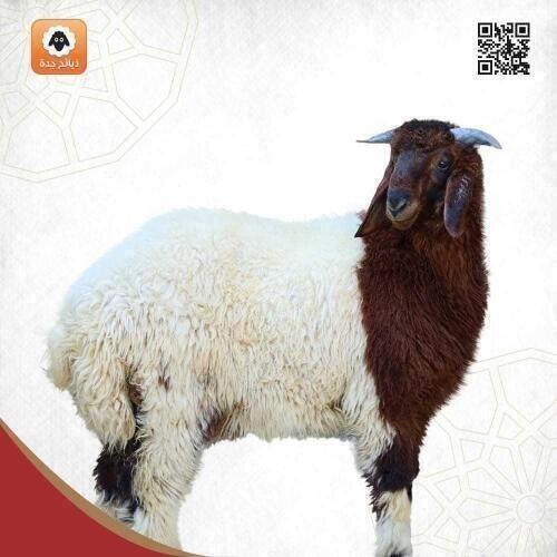 نعيمي جورجي