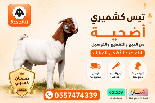 تيس كشميري أضحية