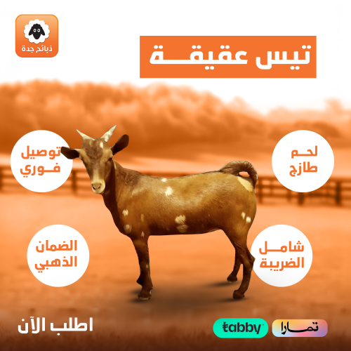 تميمه مولود