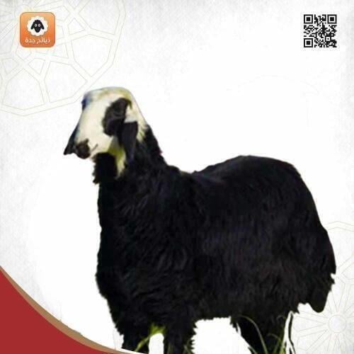 خروف نجدي هرفي من 12 إلى 13 كيلو